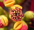 Die Cyathien von Euphorbia pulcherrima tragen nur ein oder zwei lippenförmige Nektardrüsen