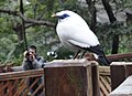 Balistar (Leucopsar rothschildi)