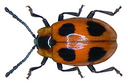 Négypettyes álböde (Endomychus coccineus)