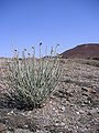 Euphorbia damarana