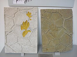 Rechts: Sandsteinplatte mit „Handtier“ (Chirotherium barthii). Der entsprechende Gipsabguss (links) ist eine Rekonstruktion der ursprünglichen Fußabdrücke (gelb eingefärbt).