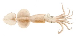 Grimalditeuthis bonplandii