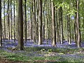 Hallerbos