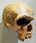 Steinheim skull, Homo steinheimensis holotype (0.35 Ma)