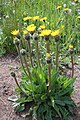 Einköpfiges Ferkelkraut (Hypochaeris uniflora)