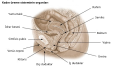 Kadın üreme organı sistemi