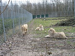 Weiße Löwen (Panthera leo)