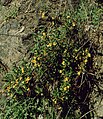 Mimulus aurantiacus subsp. aurantiacus