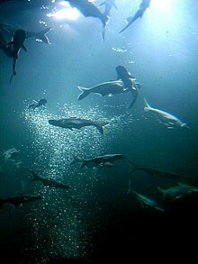 Giant tank of Giant Mekong River Catfish.