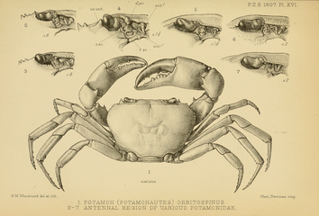 Potamonautes lirrangensis ed altri granchi.