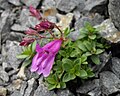 Penstemon rupicola