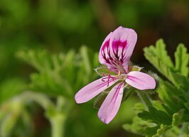 Rozenpelargonium