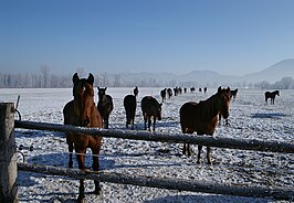 Zwitserse warmbloedpaarden