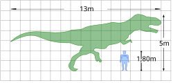 Porównanie wielkości tyranozaura i człowieka