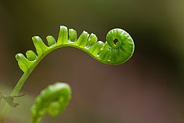 Young frond