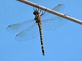 Female in Cairns