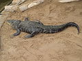 Mississippi-Alligator (Alligator mississippiensis)