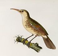 † Guamrohrsänger (A. luscinius)