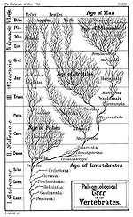 Hình vẽ Cây phát sinh của Ernst Haeckel khoảng năm 1879. Ngày nay các thông tin trên cây này không còn đúng nữa, nhưng nó vẫn là một minh họa cho sự phát triển các sinh vật từ một tổ tiên chung.