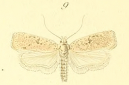 Agonopterix aspersella