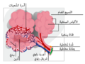 العربية