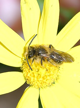 Andrena exquisita