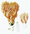 Bres.: Clavaria formosa