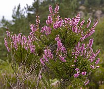 Besenheide (Calluna vulgaris)