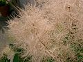 Inflorescenţe de scumpie (Cotinus coggygria)