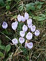 Crocus kotschyanus