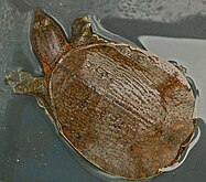 Dogania subplana