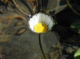 A daisy. The flower is under the water level, which has risen gently and smoothly. Hence surface tension prevents the water from submerging the flower.