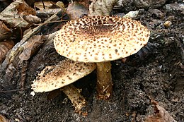 Tüskés őzlábgomba (Lepiota aspera)