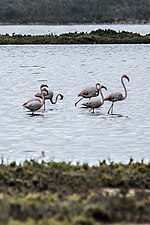 Pink flamingo at Lake Télamine, Oran, Algeria.