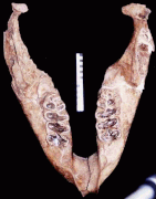 Lower jaw