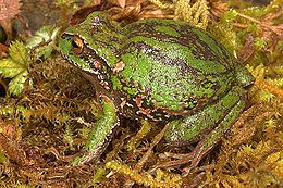 Gastrotheca excubitor