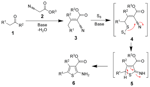 The mechanism of the Gewald reaction