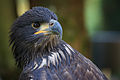 Diesjähriger Seeadler