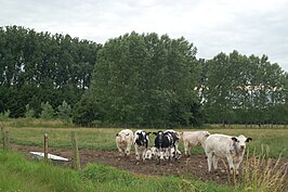 Enkele nieuwsgierige koeien aan de noordelijke rand van het bos