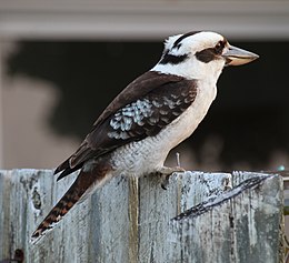 Kacagójancsi (Dacelo novaeguineae)