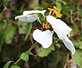 Mussaenda sanderiana