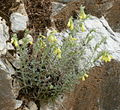 Onosma heterophylla