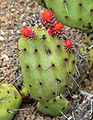 Opuntia riviereana