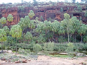 Palm Valley im Finke-Gorge-Nationalpark