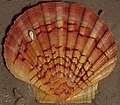 Mittelmeer-Pilgermuschel (Pecten jacobaeus), „untere“, flache Klappe