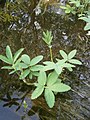 Comarum palustre