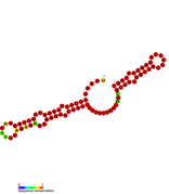 Listeria snRNA rli36: Predicted secondary structure taken from the Rfam database. Family RF01467.