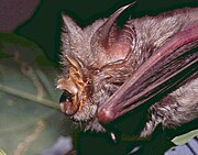 Brown bat