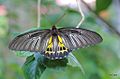 Imago (dorsal view)