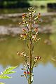 Scrophularia nodosa